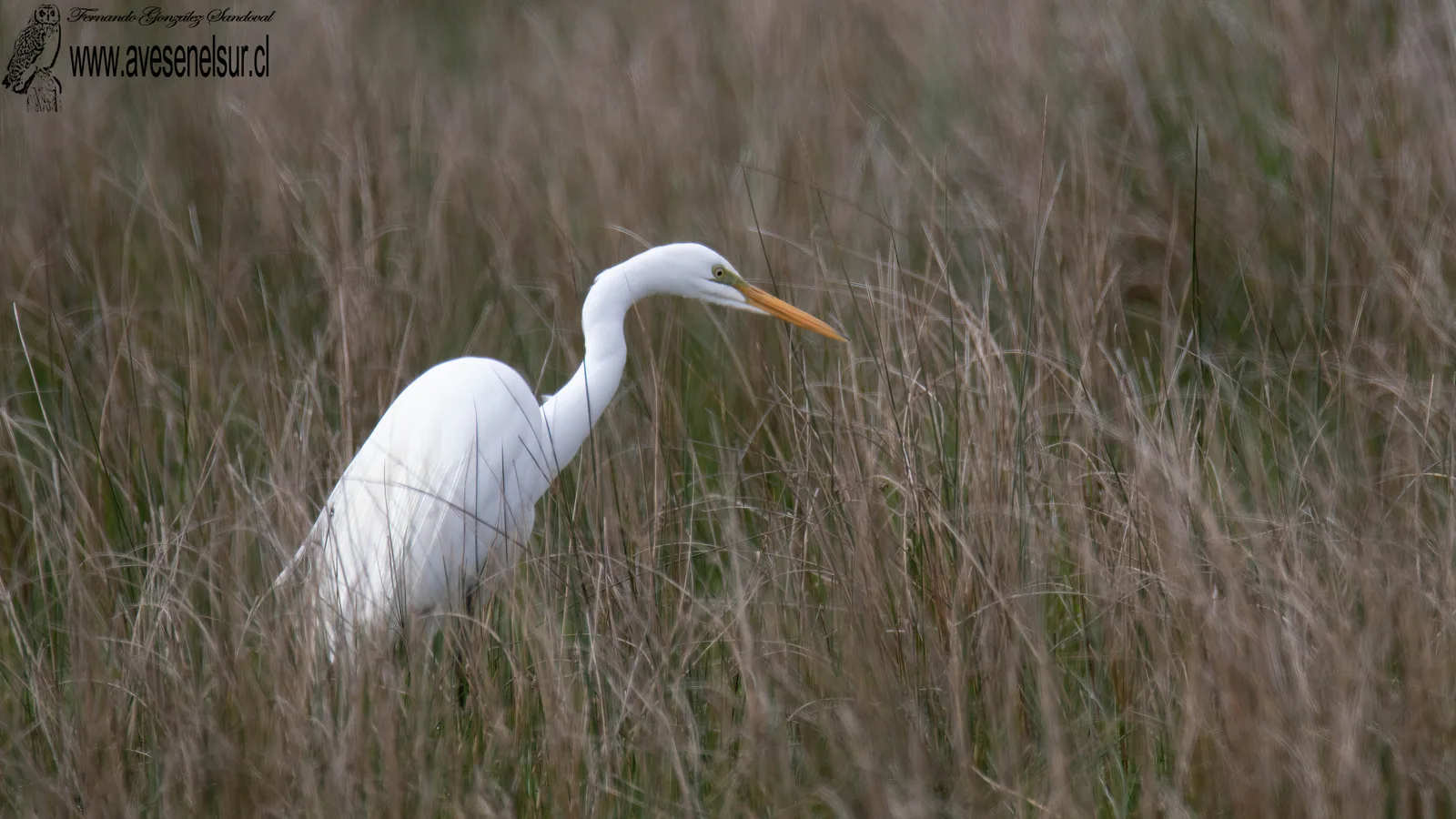 Garza grande - Ardea alba Linnaeus 1758