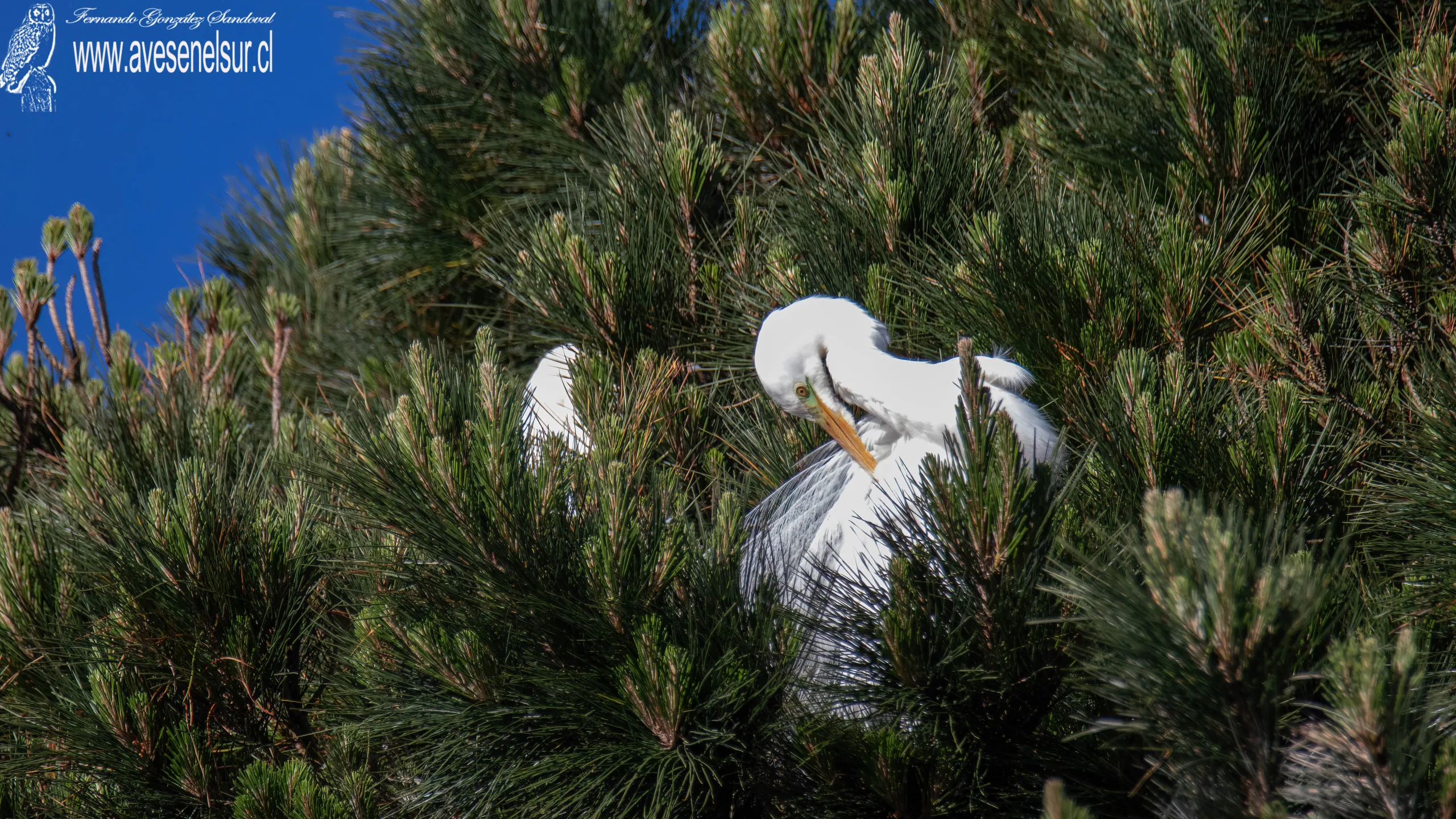 Garza grande - Ardea alba Linnaeus 1758