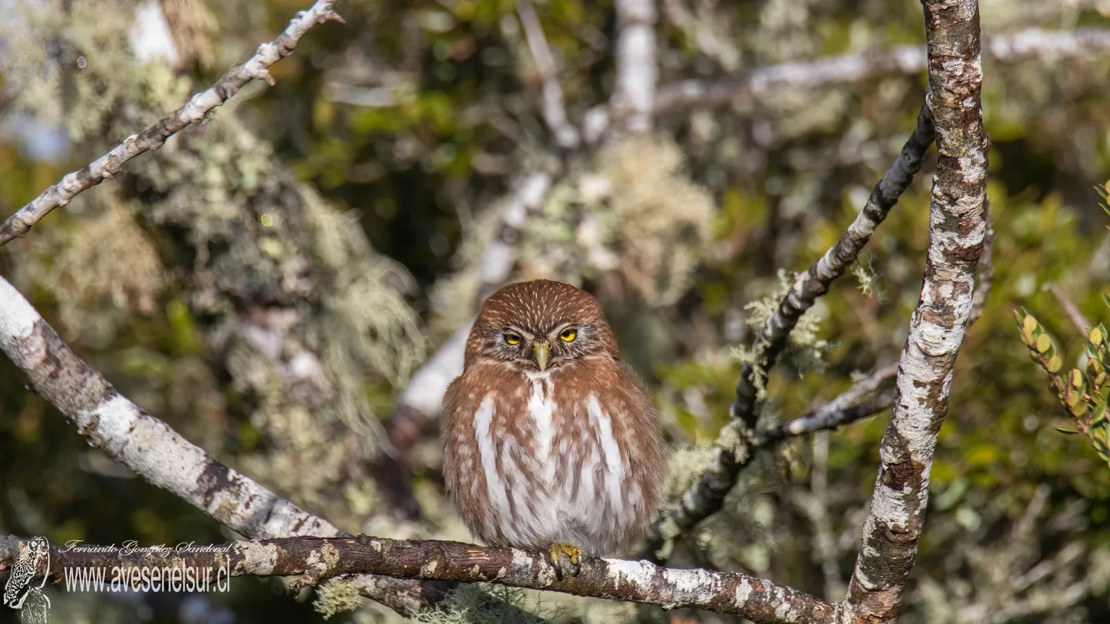 Chuncho - Glaucidium nana (King) 1827